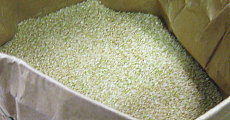 中魚沼産の美しい玄米