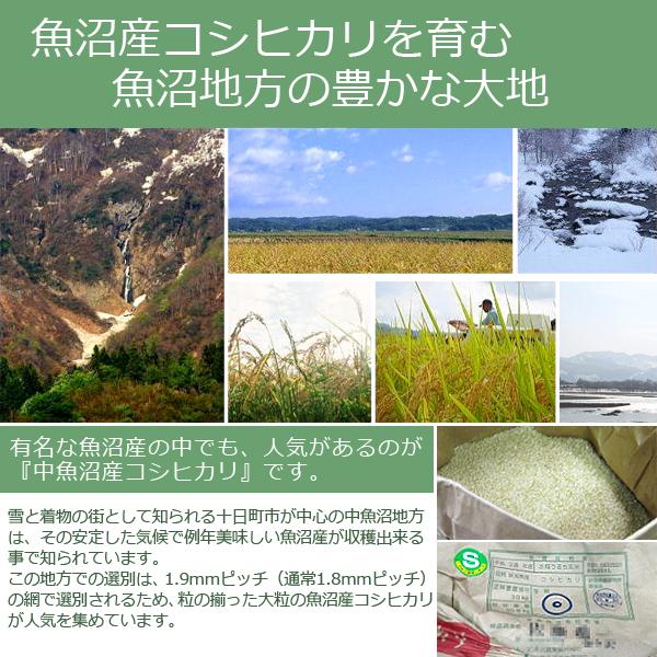 koshihikari-nakauo-05
