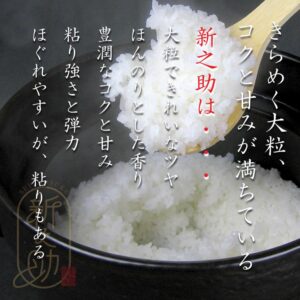 shinnosuke-05-musen