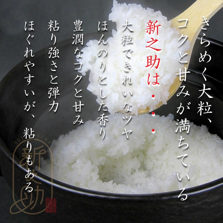 shinnosuke-05-musen